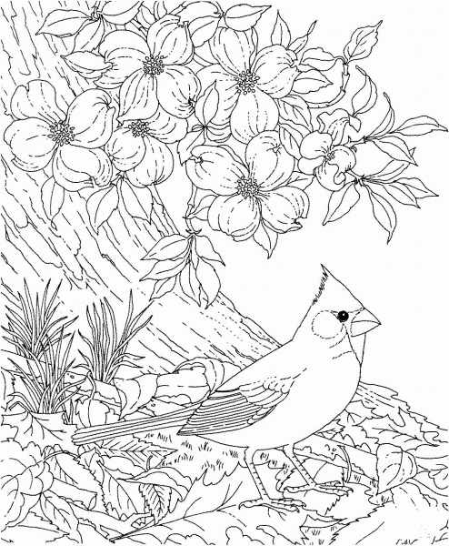 Red Cardinal and Dogwood Blossom North Carolina Bird and Flower coloring page image