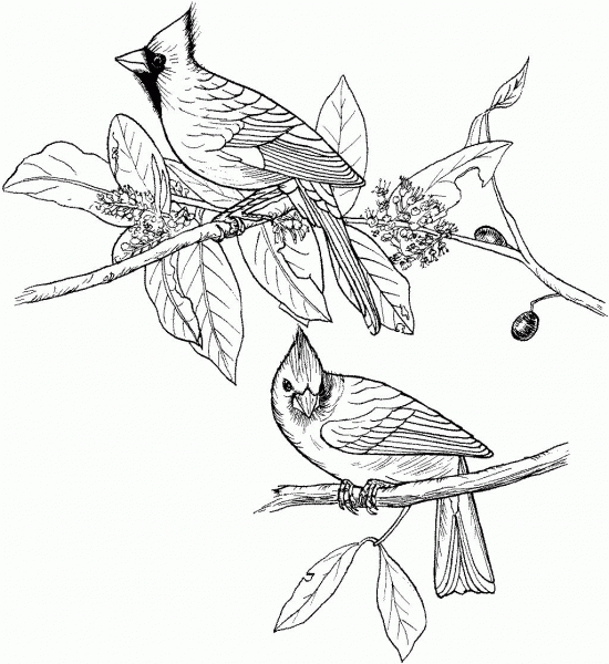 Red Cardinals coloring page image