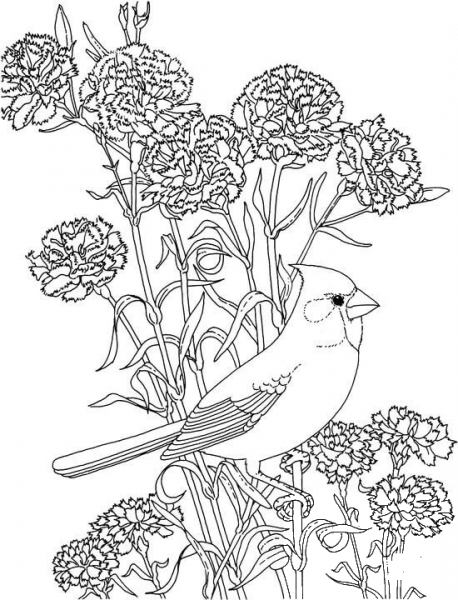 Red Carnation and Cardinal Ohio State Flower and Brid coloring page image