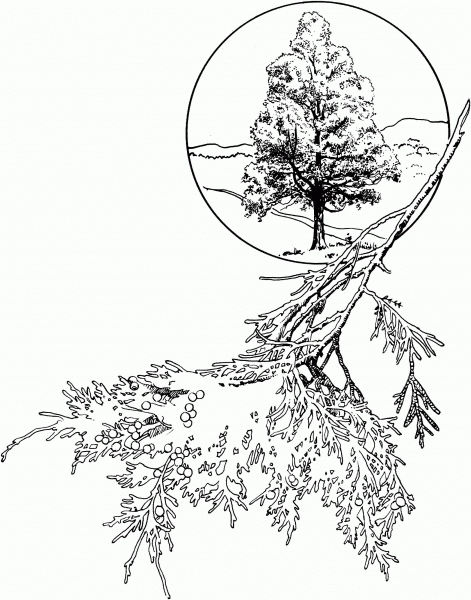 Red Cedar or Eastern Juniper coloring page image