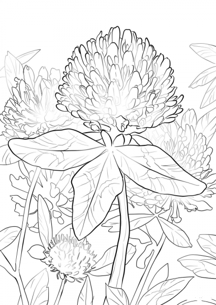 Red Clover coloring page image