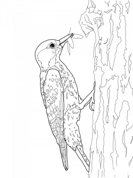 Red Cockaded Woodpecker coloring page image