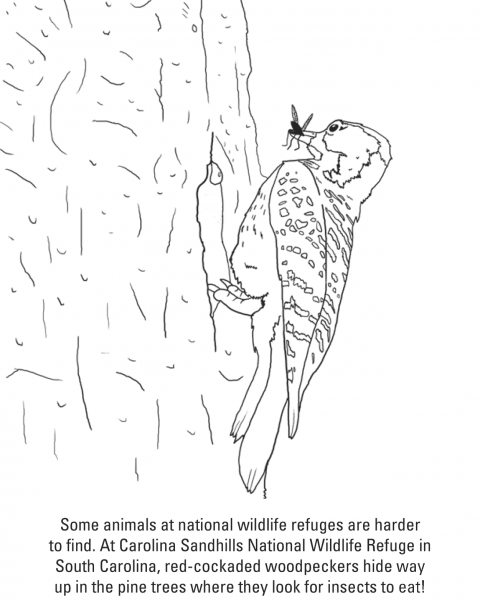 Red-Cockaded Woodpecker coloring page image