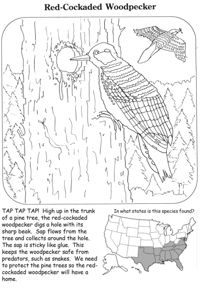 Red-cockaded Woodpecker coloring page image