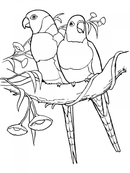 Red Collared Lorikeets coloring page image