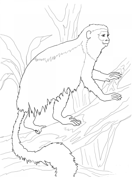 Red Colobus Monkey coloring page image