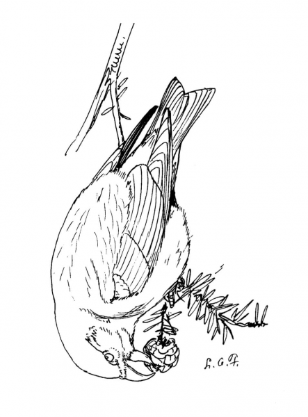 Red Crossbill coloring page image