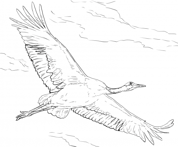 Red-crowned Crane in Flight coloring page image