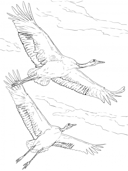 Red Crowned Cranes in Flight coloring page image