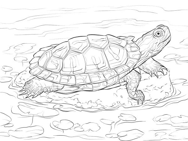 Red Eared Slider coloring page image