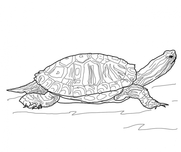 Red Eared Slider Turtle coloring page image