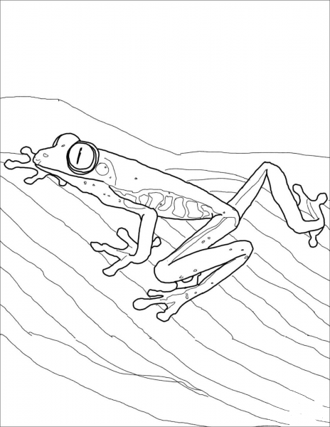 Red Eyed Tree Frog coloring page image