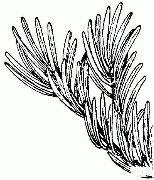 Red Fir or Silvertip Fir Branch coloring page image