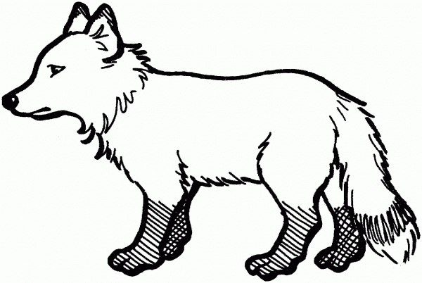 Red Fox 4 coloring page image