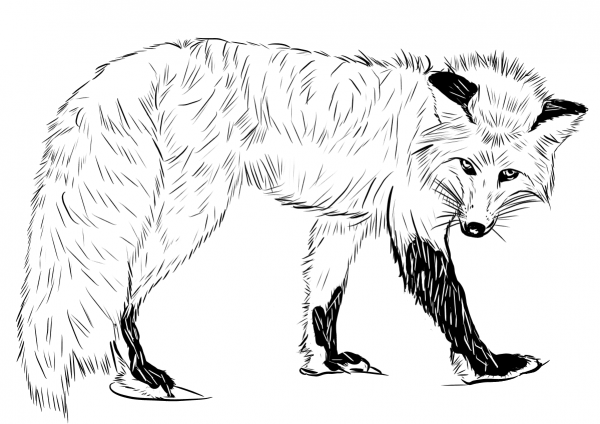 Red Fox coloring page image