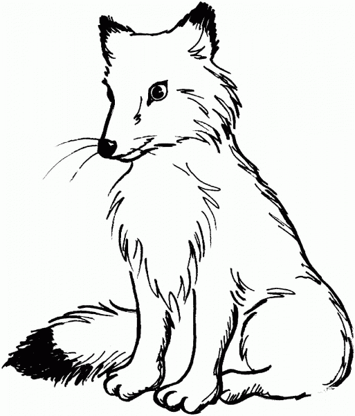 Red Fox with Black Tail coloring page image