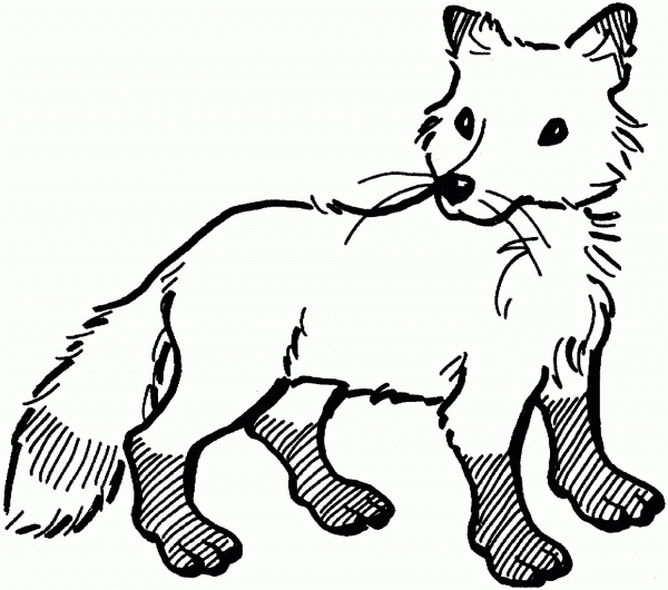 Red Fox with White Tip Tail coloring page image