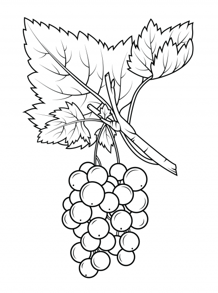 Red Gooseberry coloring page image