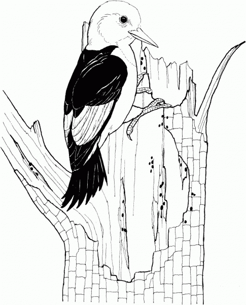 Red Headed Woodpecker coloring page image
