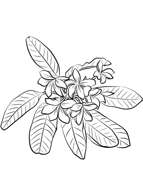Red Jasmine (Plumeria Rubra) coloring page image