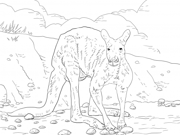 Red Kangaroo coloring page image