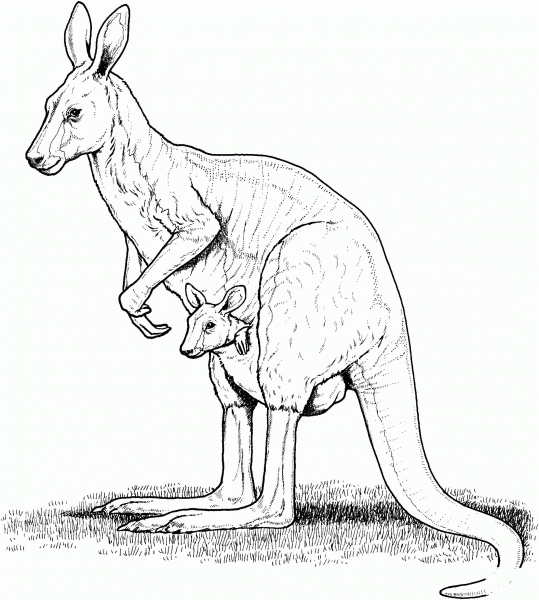 Red Kangaroo with Joey in Pouch coloring page image