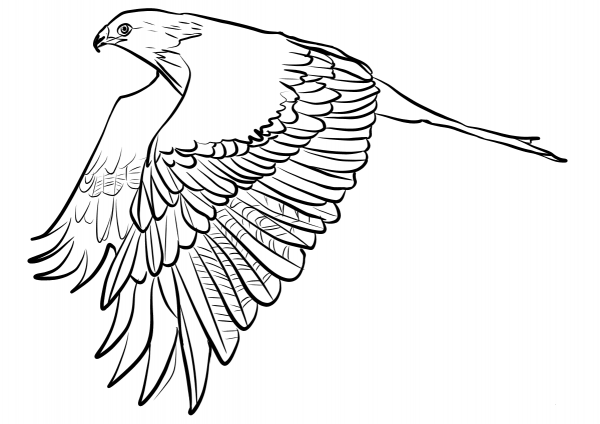 Red Kite coloring page image