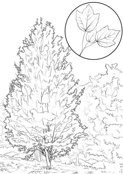 Red Maple coloring page image