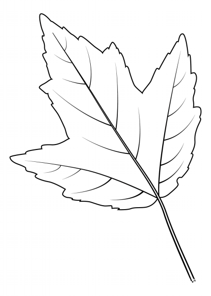 Red Maple Leaf coloring page image