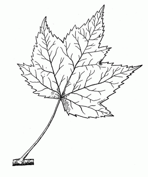 Red Maple Leaf coloring page image