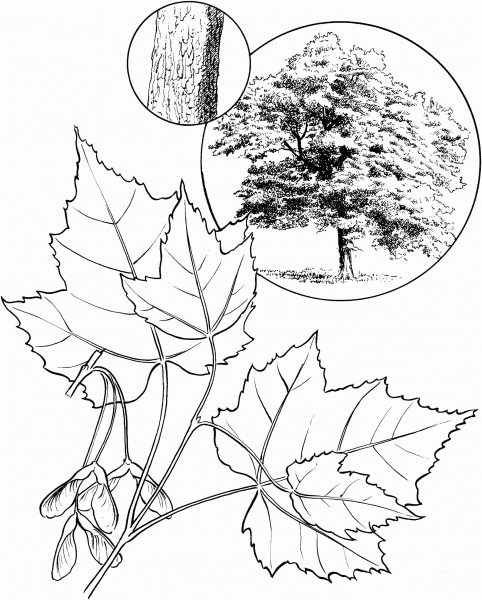 Red Maple Tree coloring page image