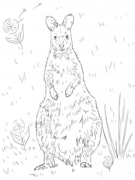 Red Necked Wallaby coloring page image
