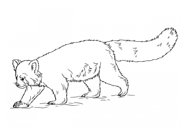 Red Panda coloring page image