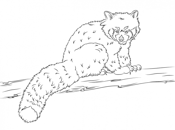 Red Panda  coloring page image