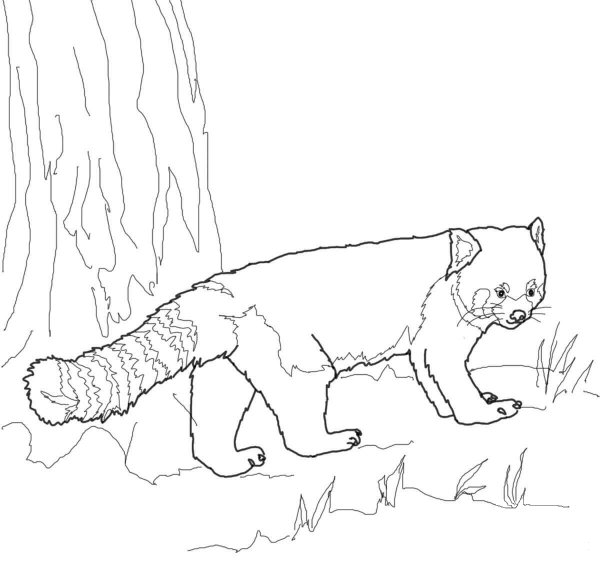 Red Panda coloring page image