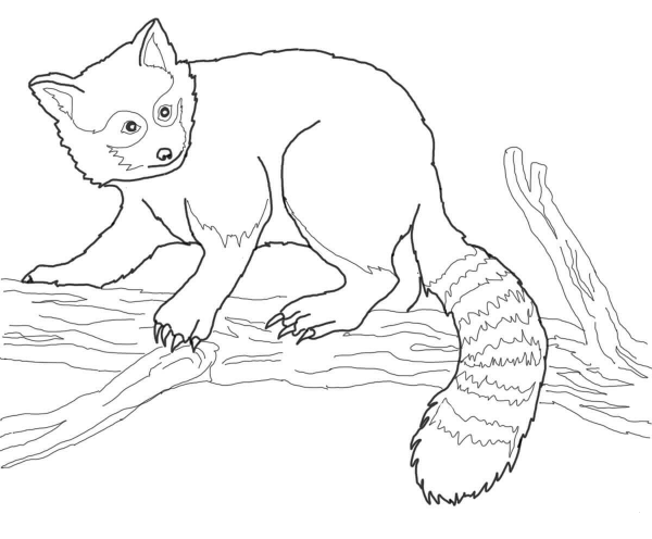 Red Panda on Tree  coloring page image