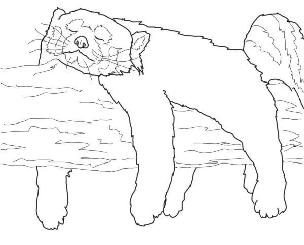 Red Panda Sleeping coloring page image