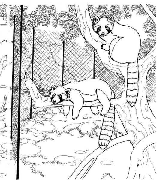 Red Pandas In The Zoo   coloring page image