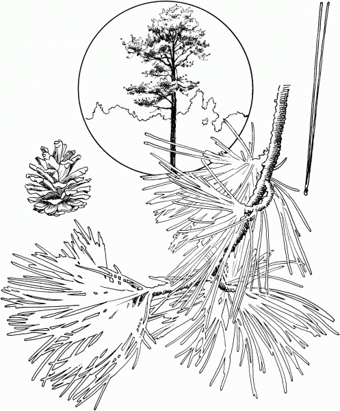 Red Pine coloring page image