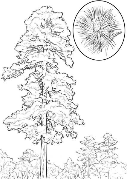 Red Pine Tree coloring page image