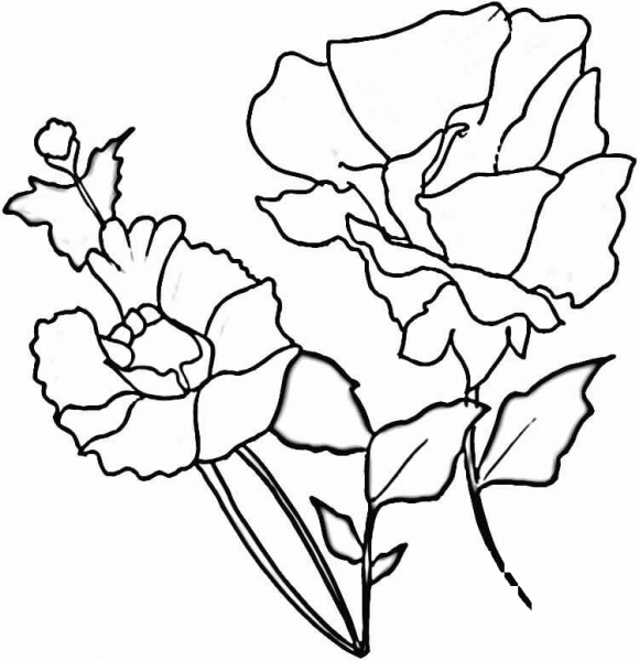 Red Poppies coloring page image