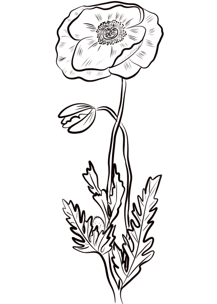 Red Poppy coloring page image
