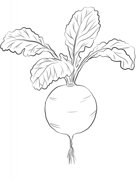 Red Radish coloring page image