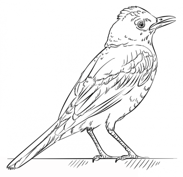 Red Robin coloring page image