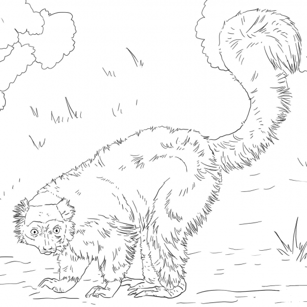 Red Ruffed Lemur coloring page image