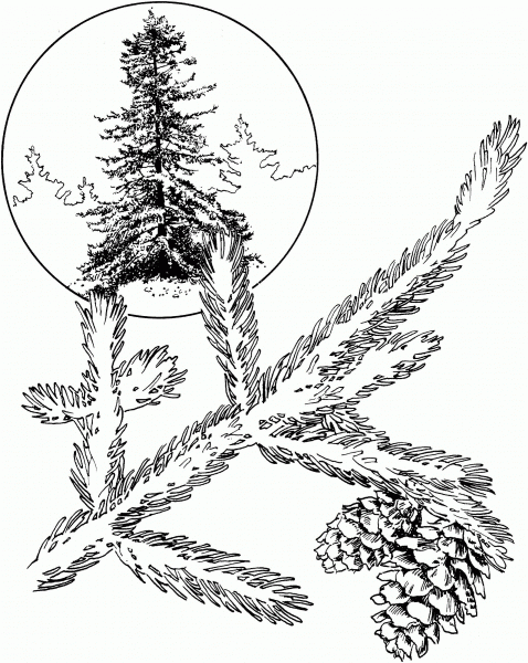 Red Spruce coloring page image