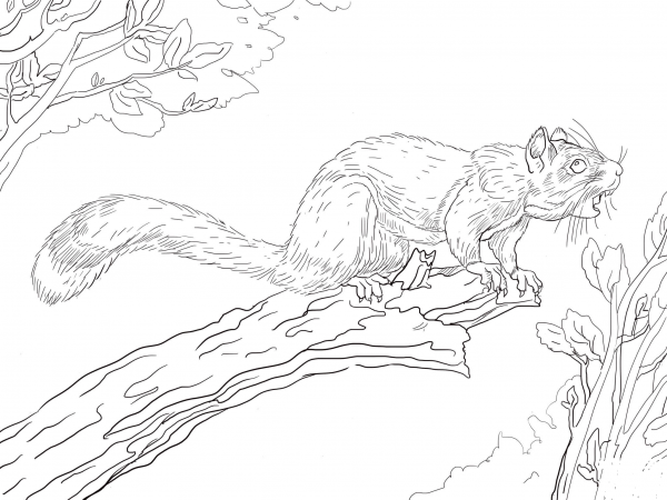 Red Squirrel on a Tree coloring page image