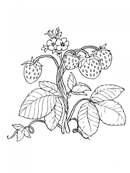 Red Strawberries coloring page image