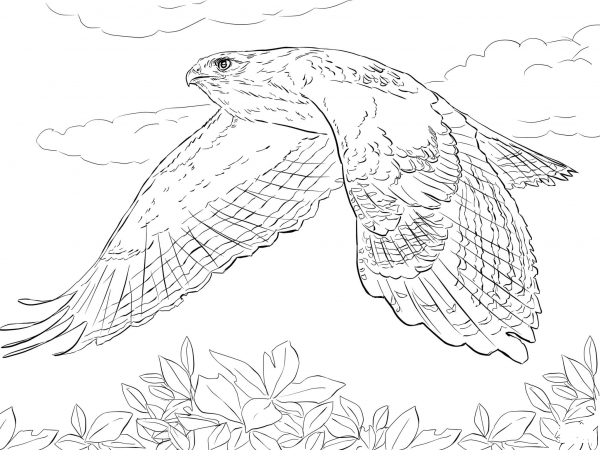 Red Tailed Hawk in Flight coloring page image