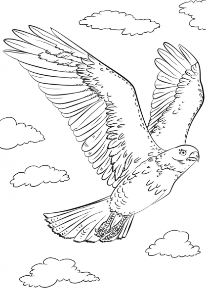 Red-tailed Hawk in Flyght coloring page image